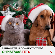 Christmas Pets